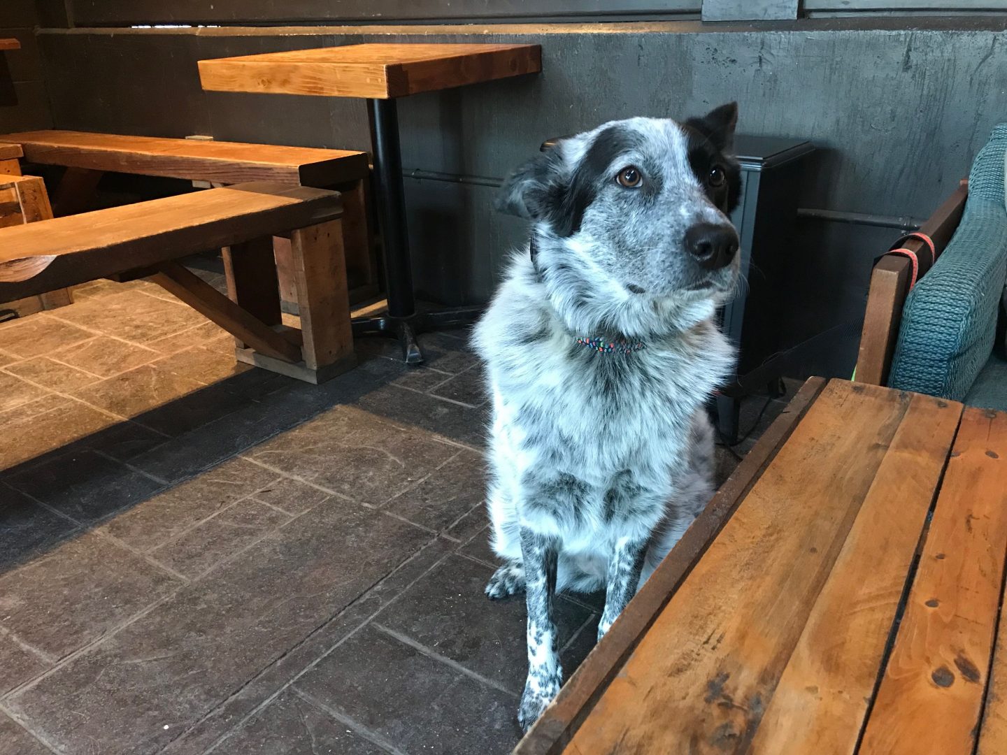 Kamloops you and your pups too! Travel Media