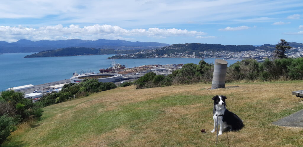 Te Ahumairangi dog park