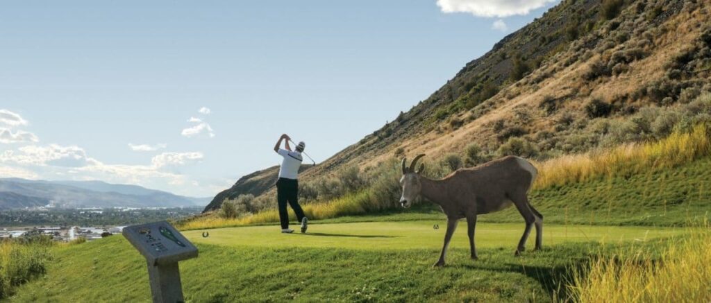 A bighorn sheep ventures onto the golf course
