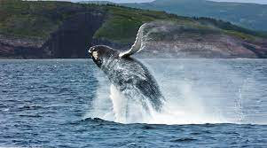 A humpback whale breaching off of the coast