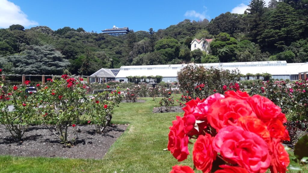 Lady Norwood Rose Garden